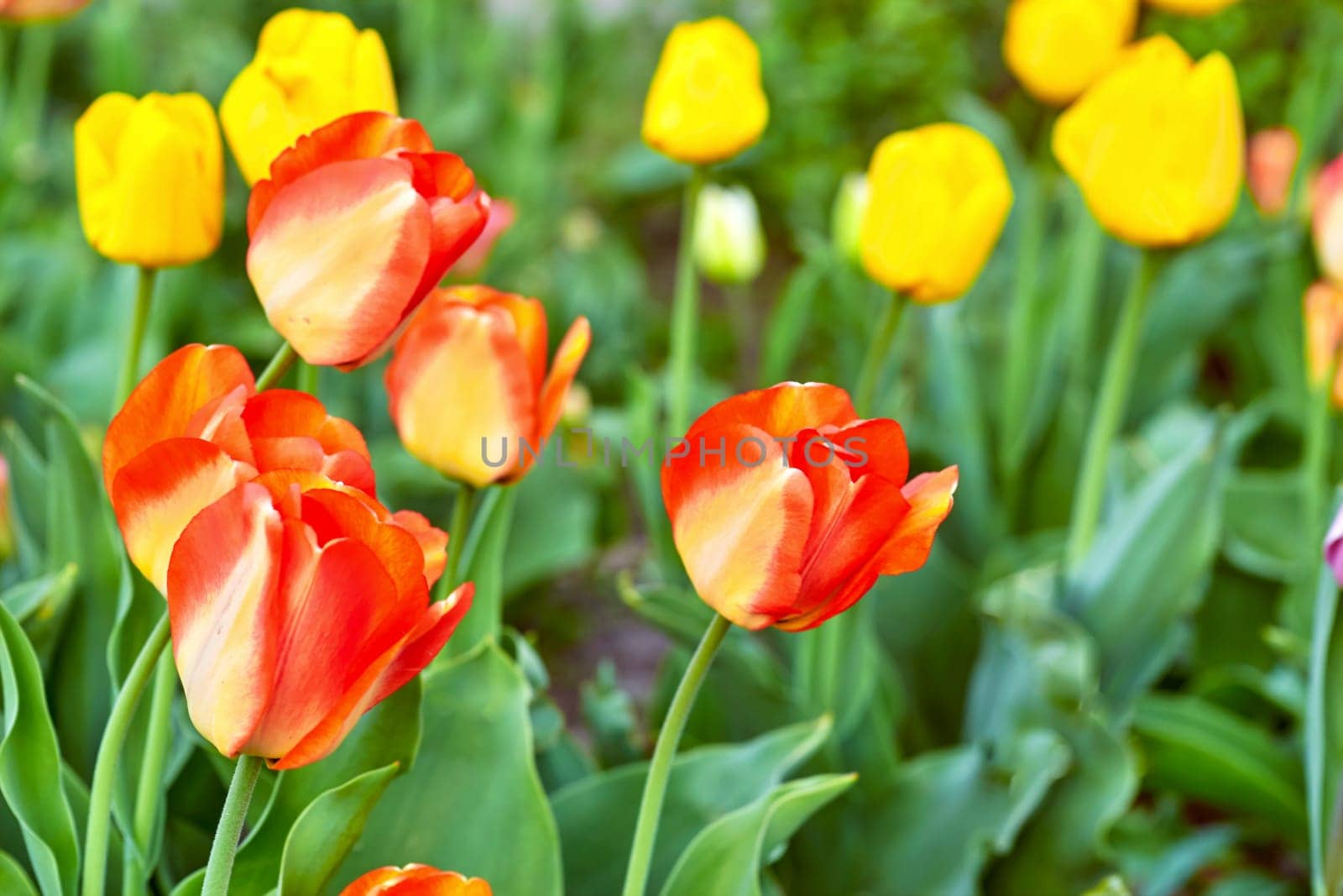 Gardening,landscaping. Blooming pink red yellow tender tulips.green meadow by jovani68