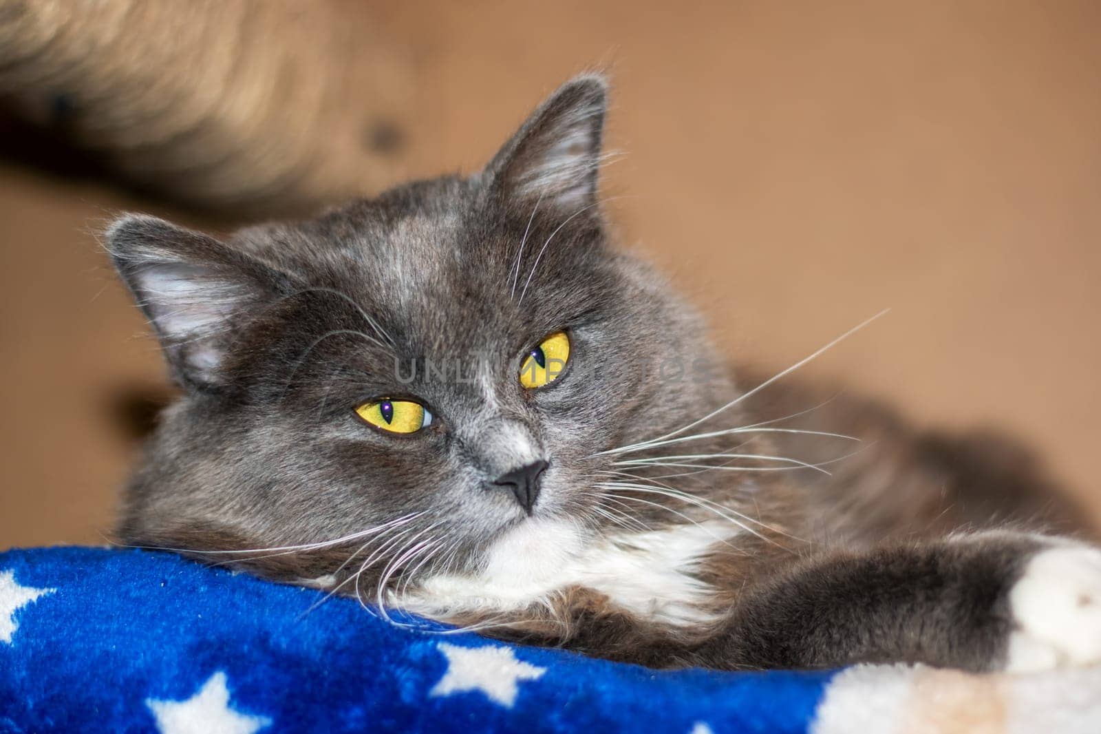 Playful gray shaggy cat at home close up