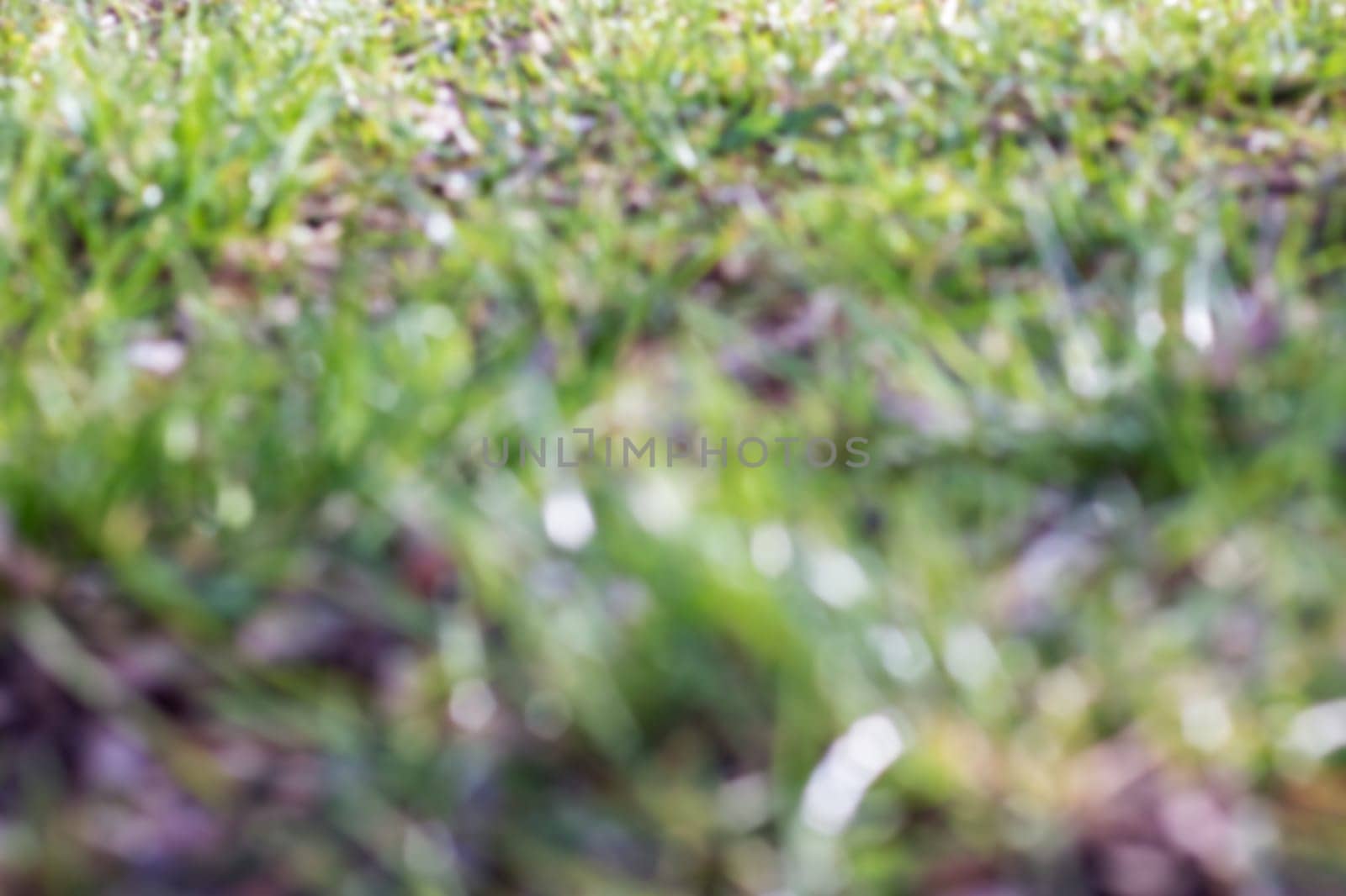 Blurred green small grass sprouts in early spring, background