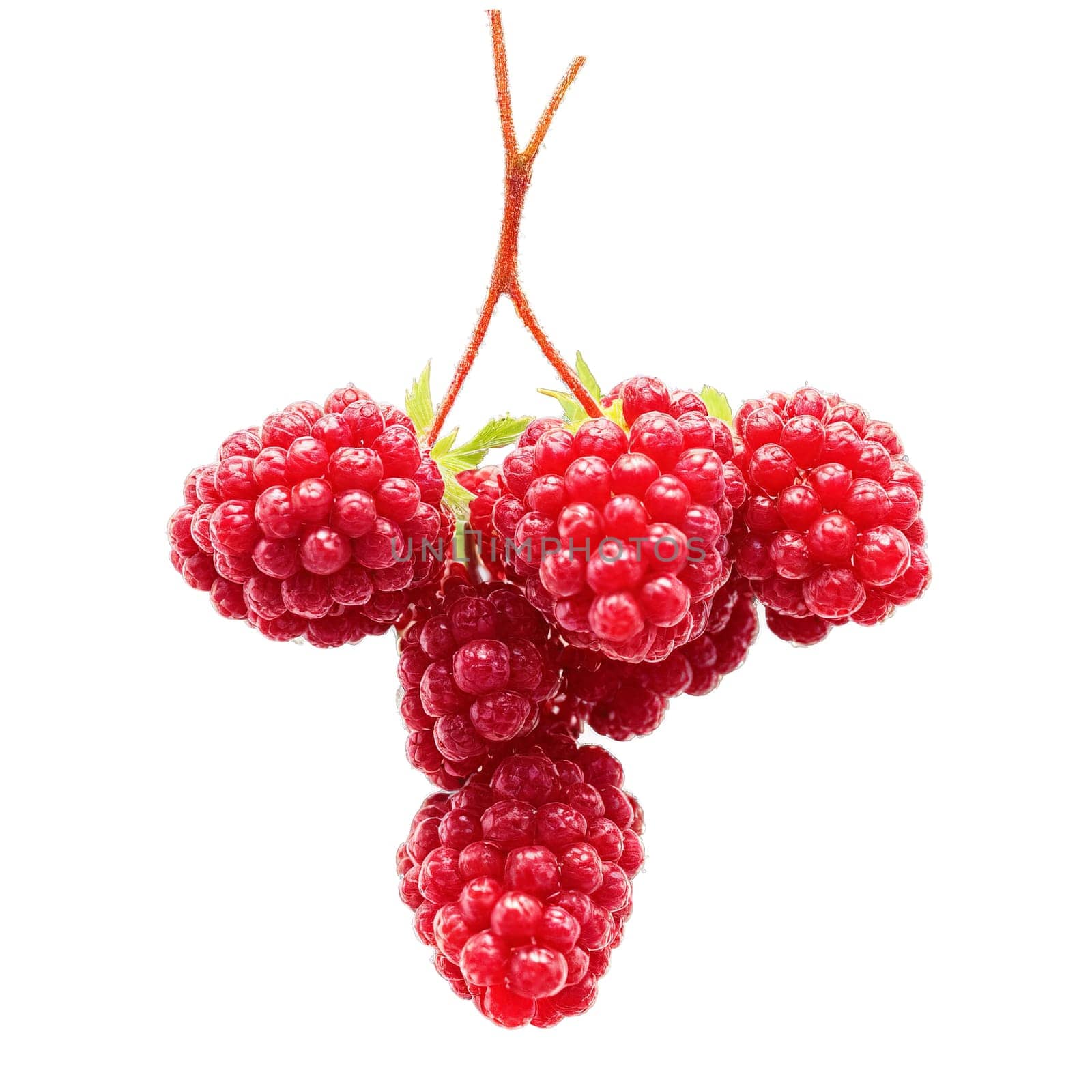 Loganberries dark red loganberries arranged in a cross shape with some berries bursting and juice by panophotograph