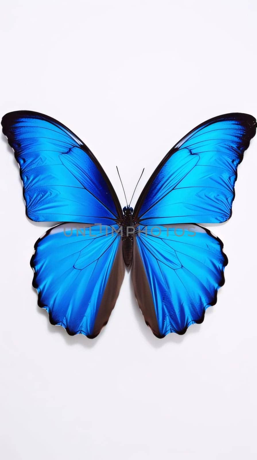 Beautiful spring illustration: Blue butterfly isolated on white background. Close-up of blue butterfly