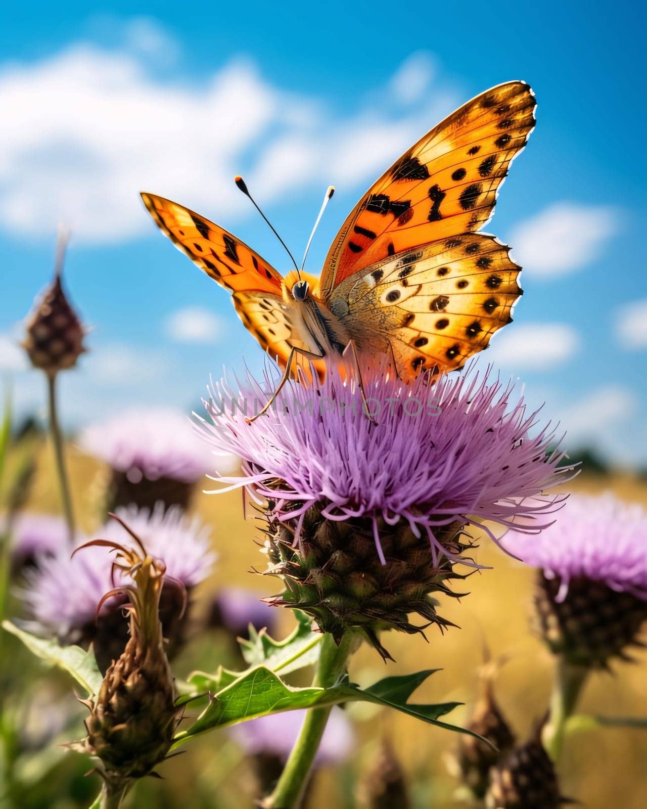 Butterfly on a thistle flower in the meadow. by ThemesS