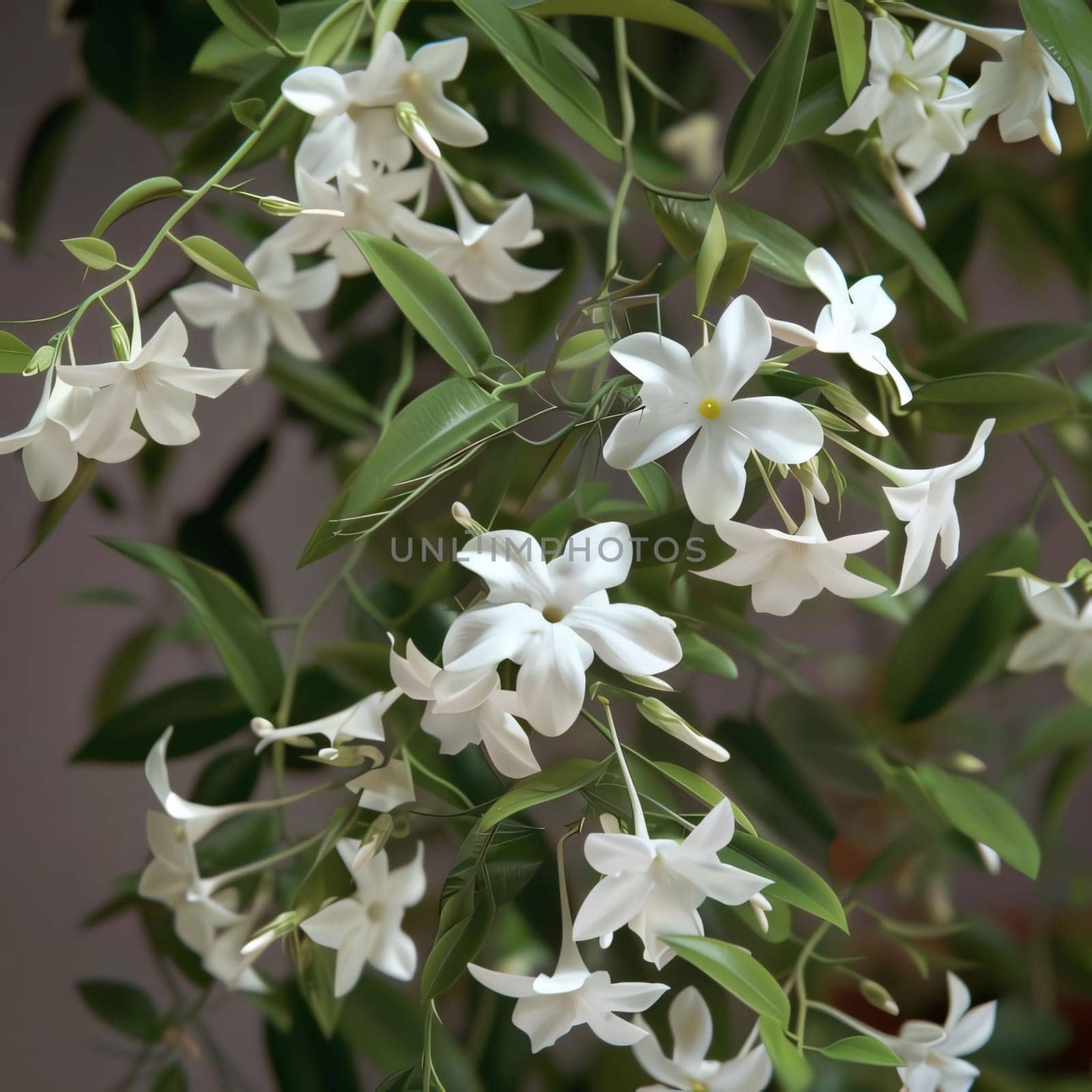 White flowers and green leaves on a dark background. Twig. Flowering flowers, a symbol of spring, new life. A joyful time of nature awakening to life.