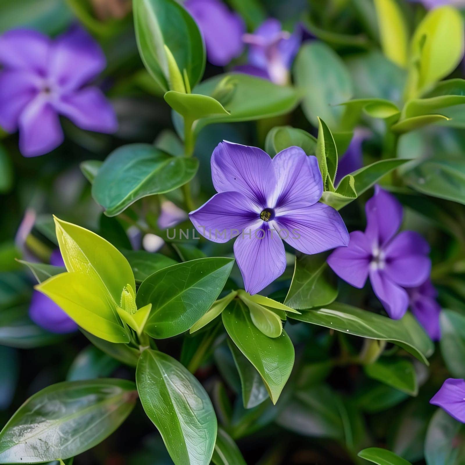 Close-up photo of purple flowers and Green Leaves. Flowering flowers, a symbol of spring, new life. A joyful time of nature awakening to life.