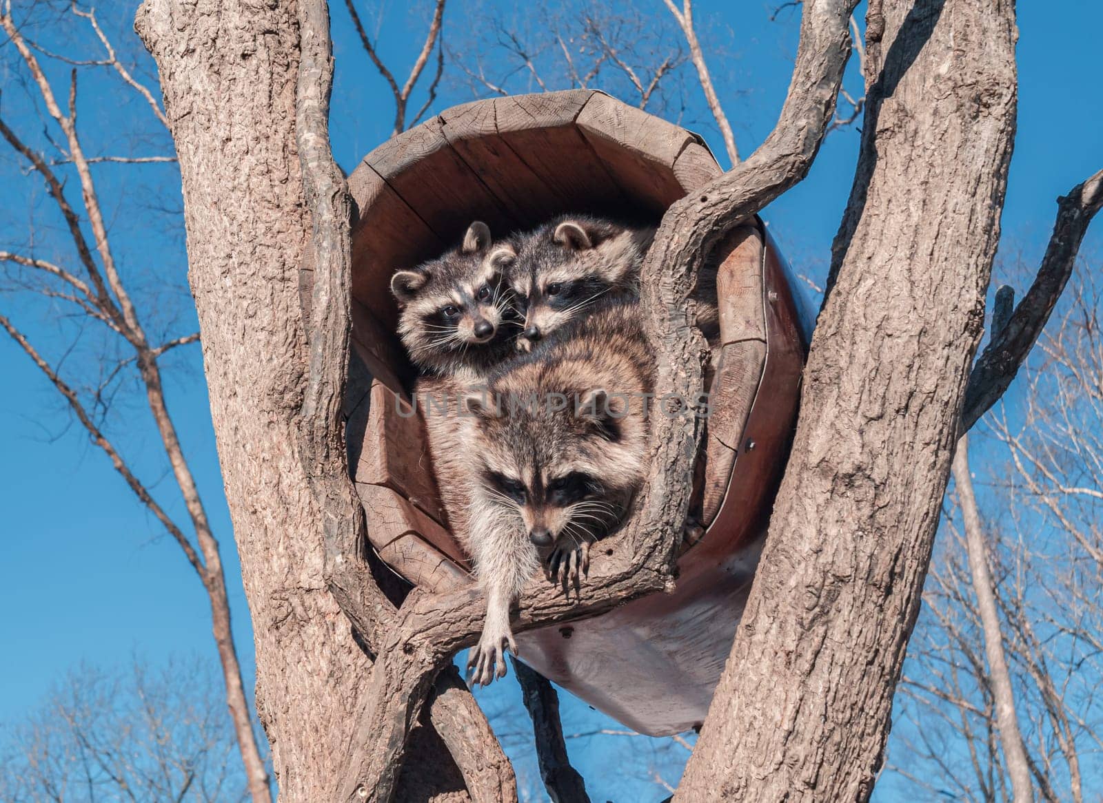 A group of three raccoons is huddled inside the hollow of a tree, with one raccoon reaching out and the others looking on from within. by Busker