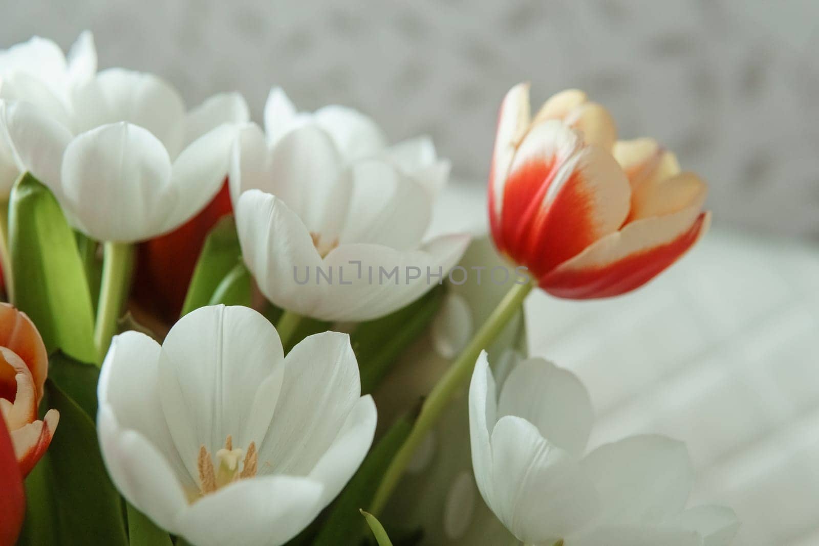 Spring Inspiration: Tulip Bouquet in Honor of International Women's Day