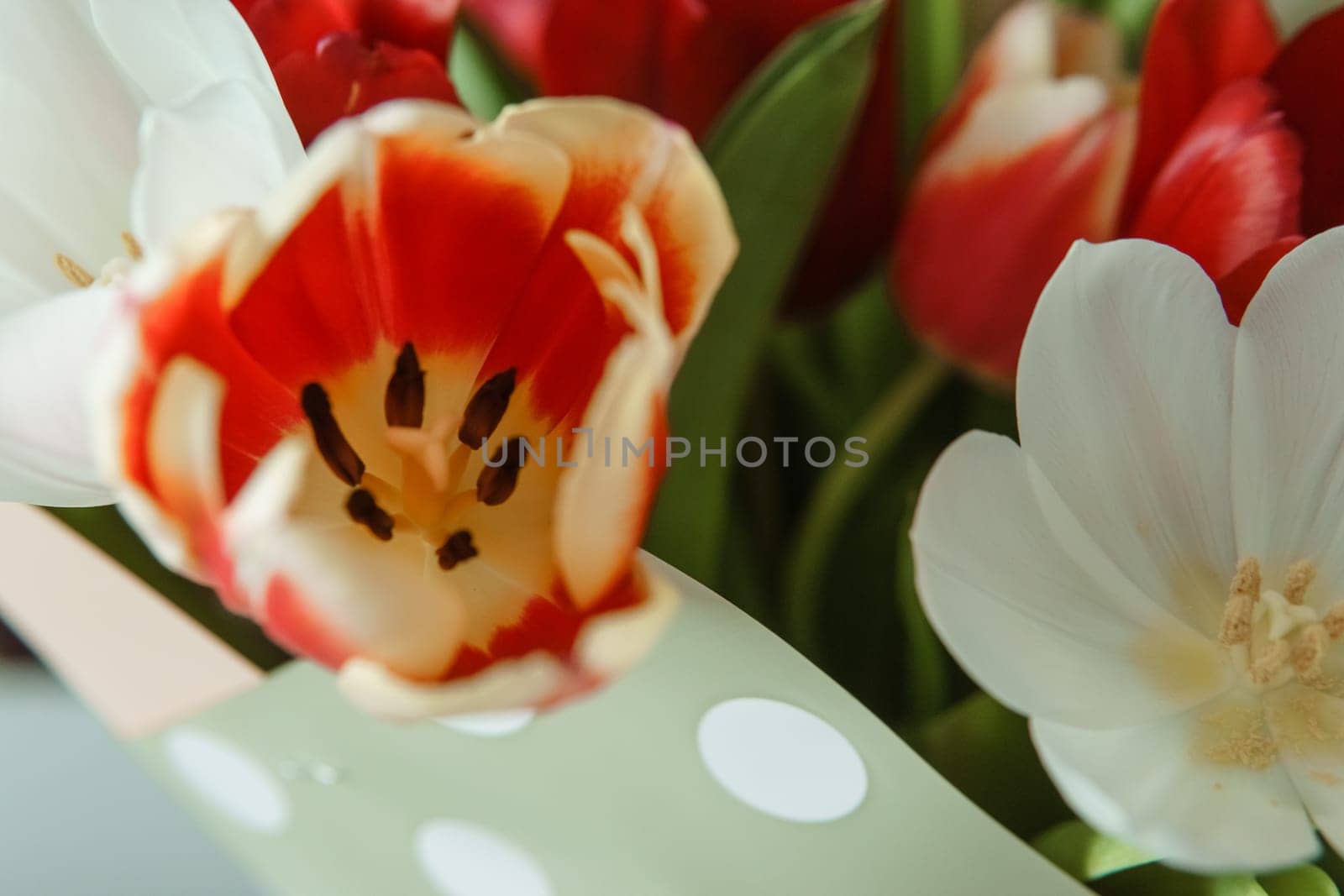 Tender Petals: Tulips Captured in Camera Lens for International Women's Day