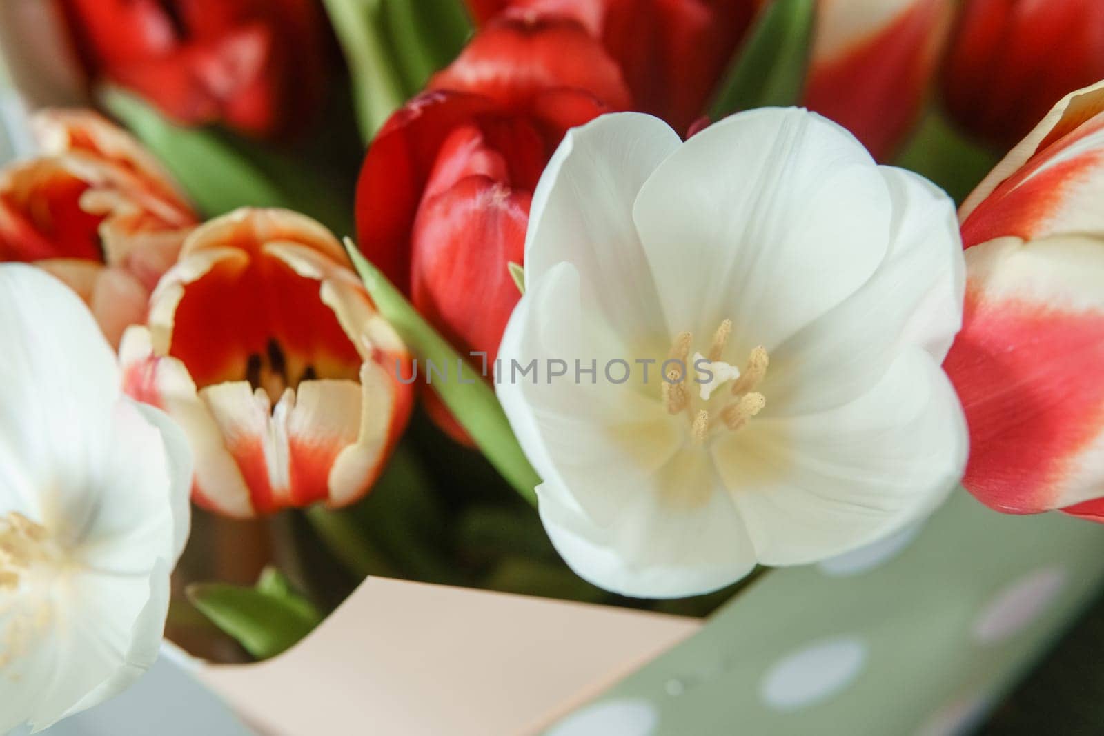 Tender Petals: Tulips Captured in Camera Lens for International Women's Day