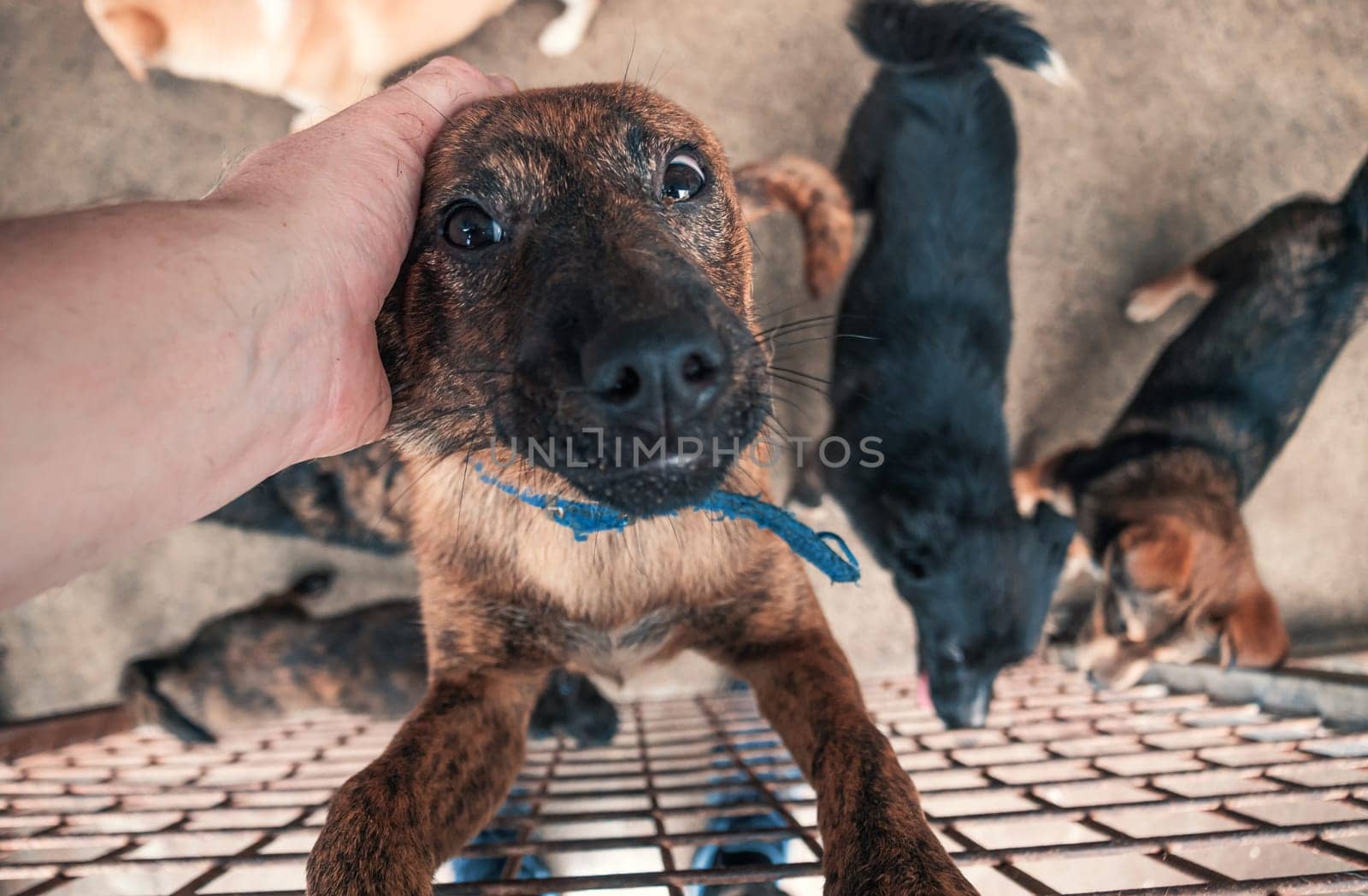Male hand petting stray dog in pet shelter. People, Animals, Volunteering And Helping Concept.