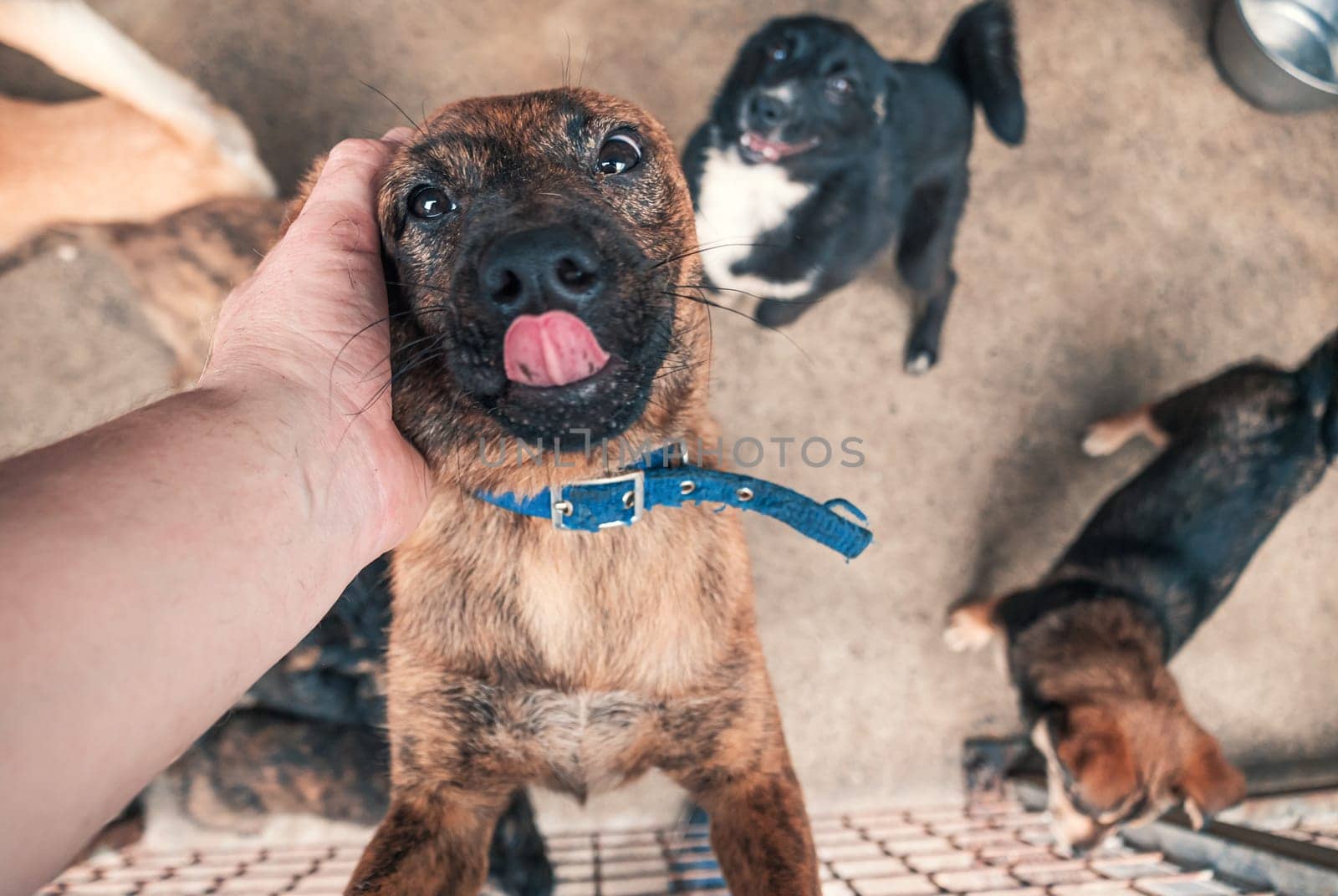 Male hand petting stray dog in pet shelter. People, Animals, Volunteering And Helping Concept.