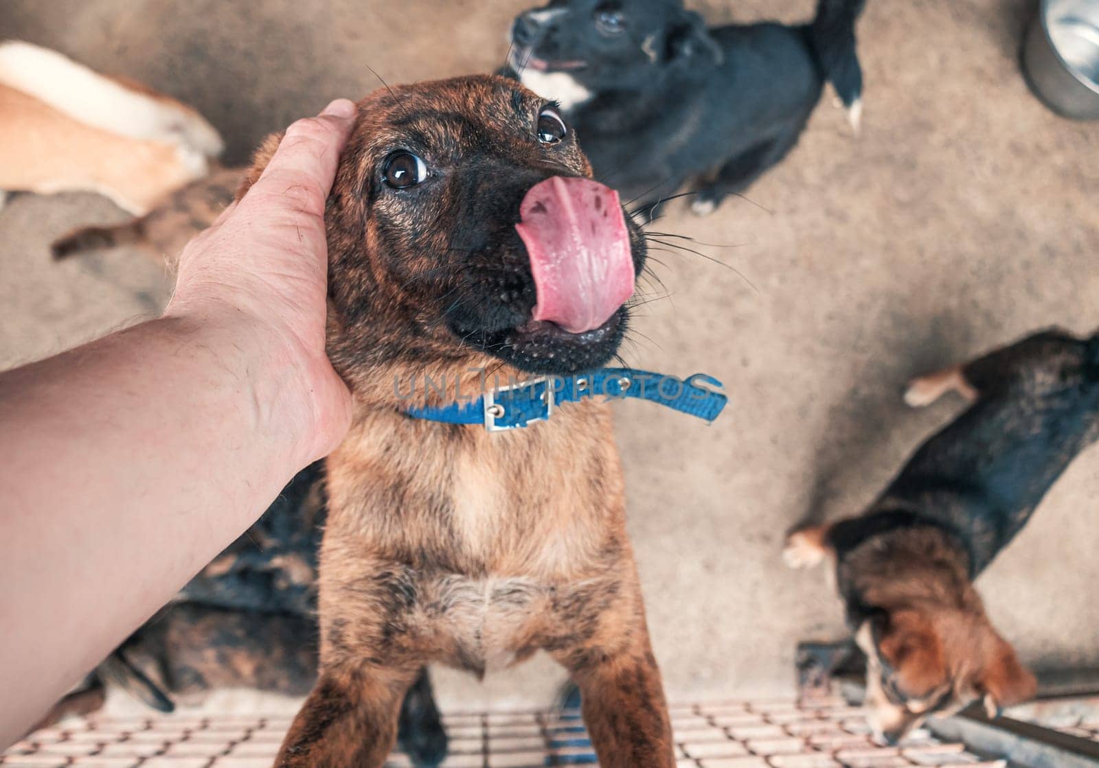 Male hand petting stray dog in pet shelter. People, Animals, Volunteering And Helping Concept.