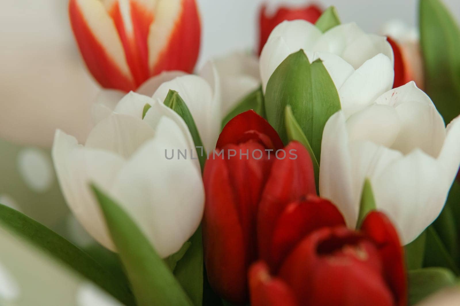 Tender Petals: Tulips Captured in Camera Lens for International Women's Day by Annu1tochka