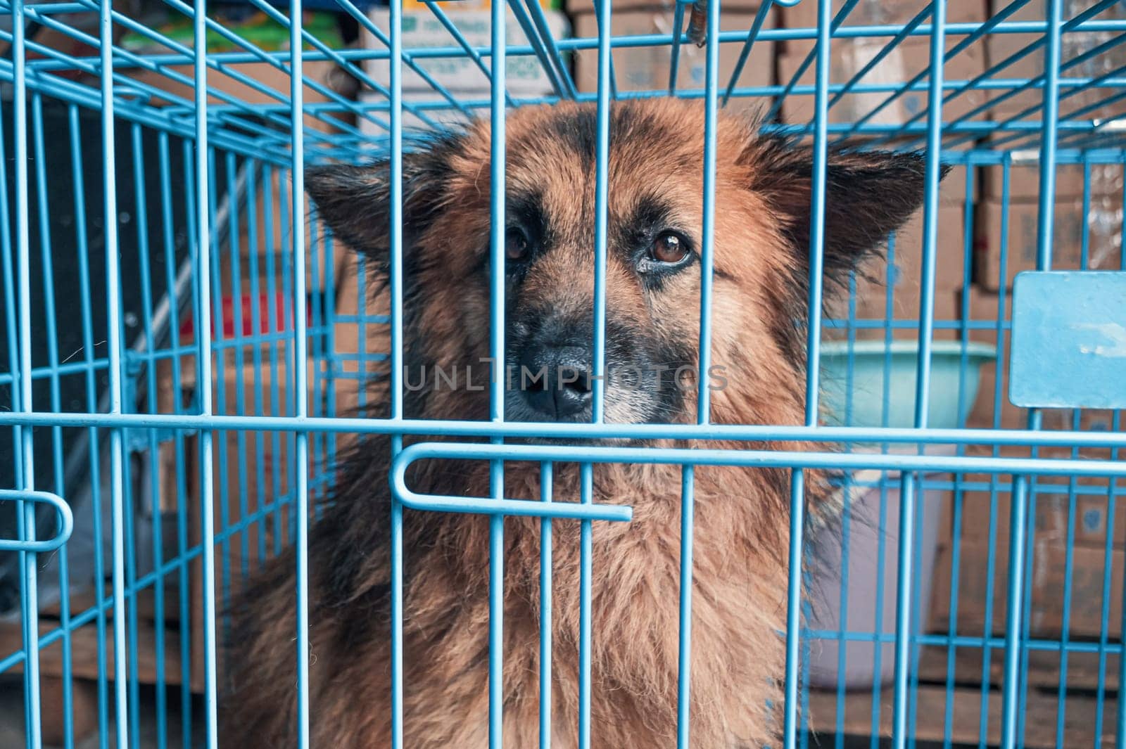 Portrait of lonely sad abandoned stray dog behind the fence at animal shelter. Best human's friend is waiting for a forever home. Animal rescue concept