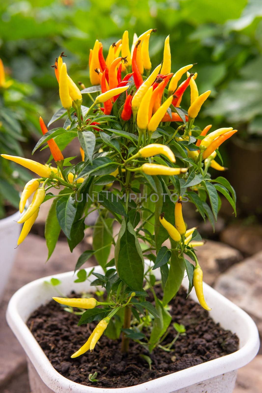 Growing pepper in a pot in the yard of a country house. Gardening and country life