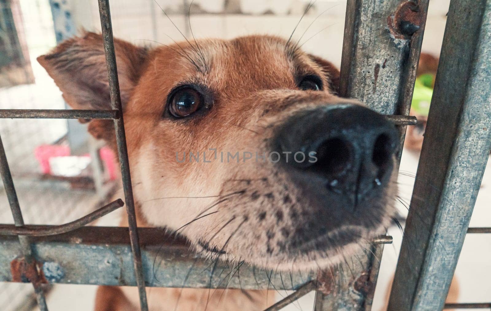 Portrait of lonely sad abandoned stray dog behind the fence at animal shelter. Best human's friend is waiting for a forever home. Animal rescue concept by Busker