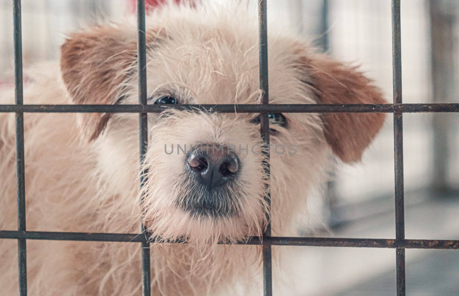 Portrait of lonely sad abandoned stray dog behind the fence at animal shelter. Best human's friend is waiting for a forever home. Animal rescue concept