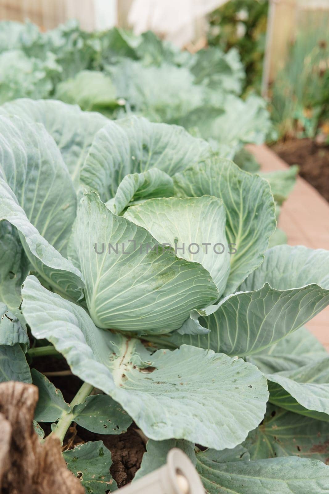 Cabbage grows in the garden. Harvesting cabbage. Life in the village. by Annu1tochka