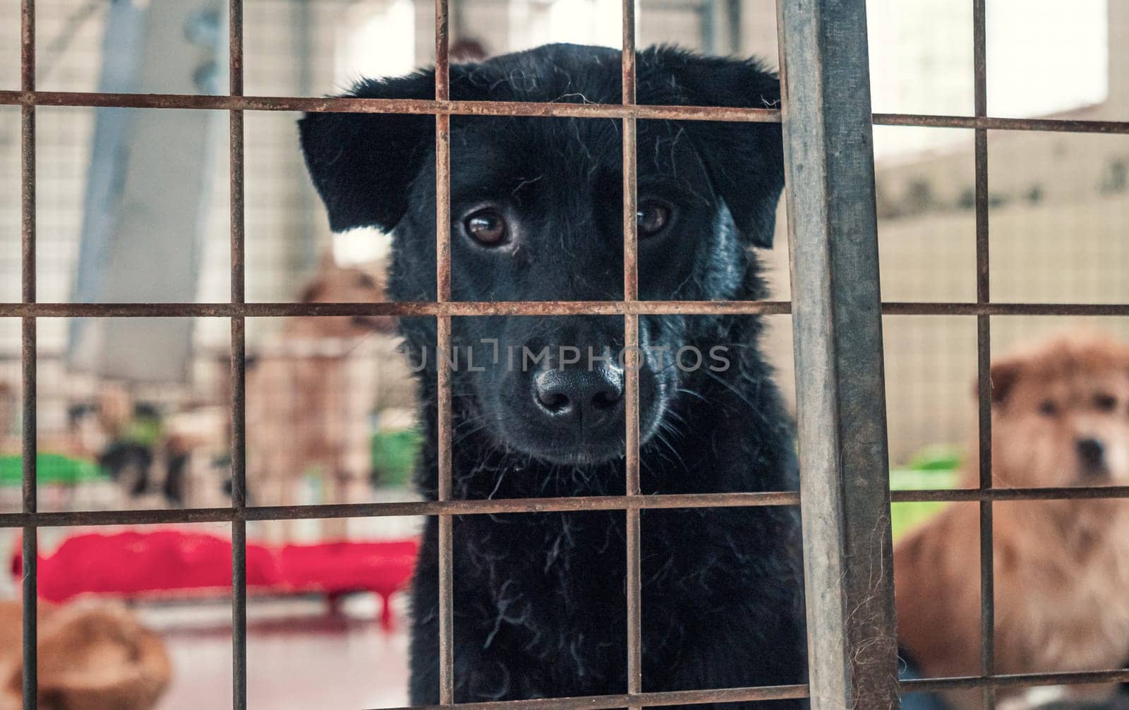 Portrait of lonely sad abandoned stray dog behind the fence at animal shelter. Best human's friend is waiting for a forever home. Animal rescue concept by Busker