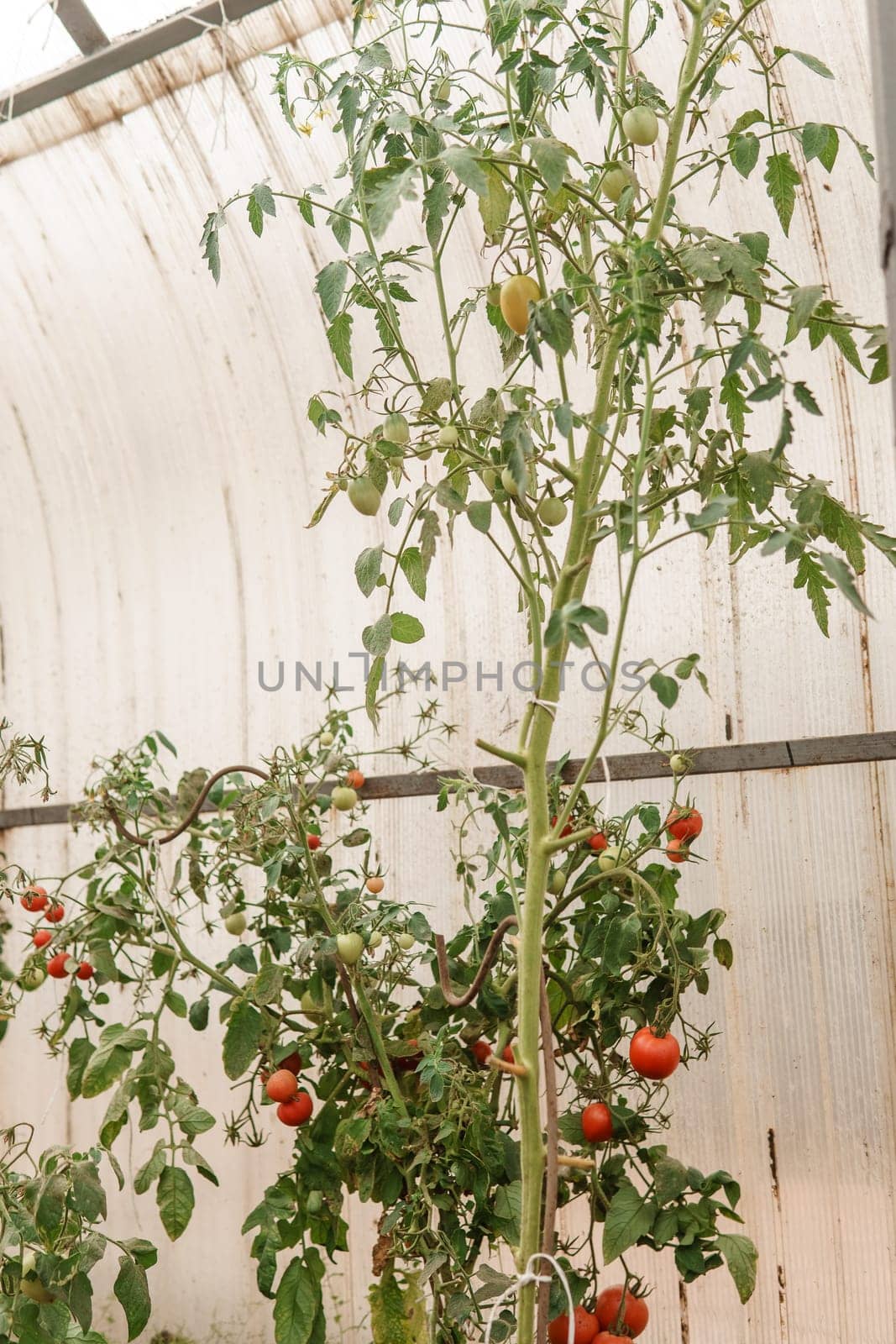 Tomatoes are hanging on a branch in the greenhouse. The concept of gardening and life in the country. A large greenhouse for growing homemade tomatoes