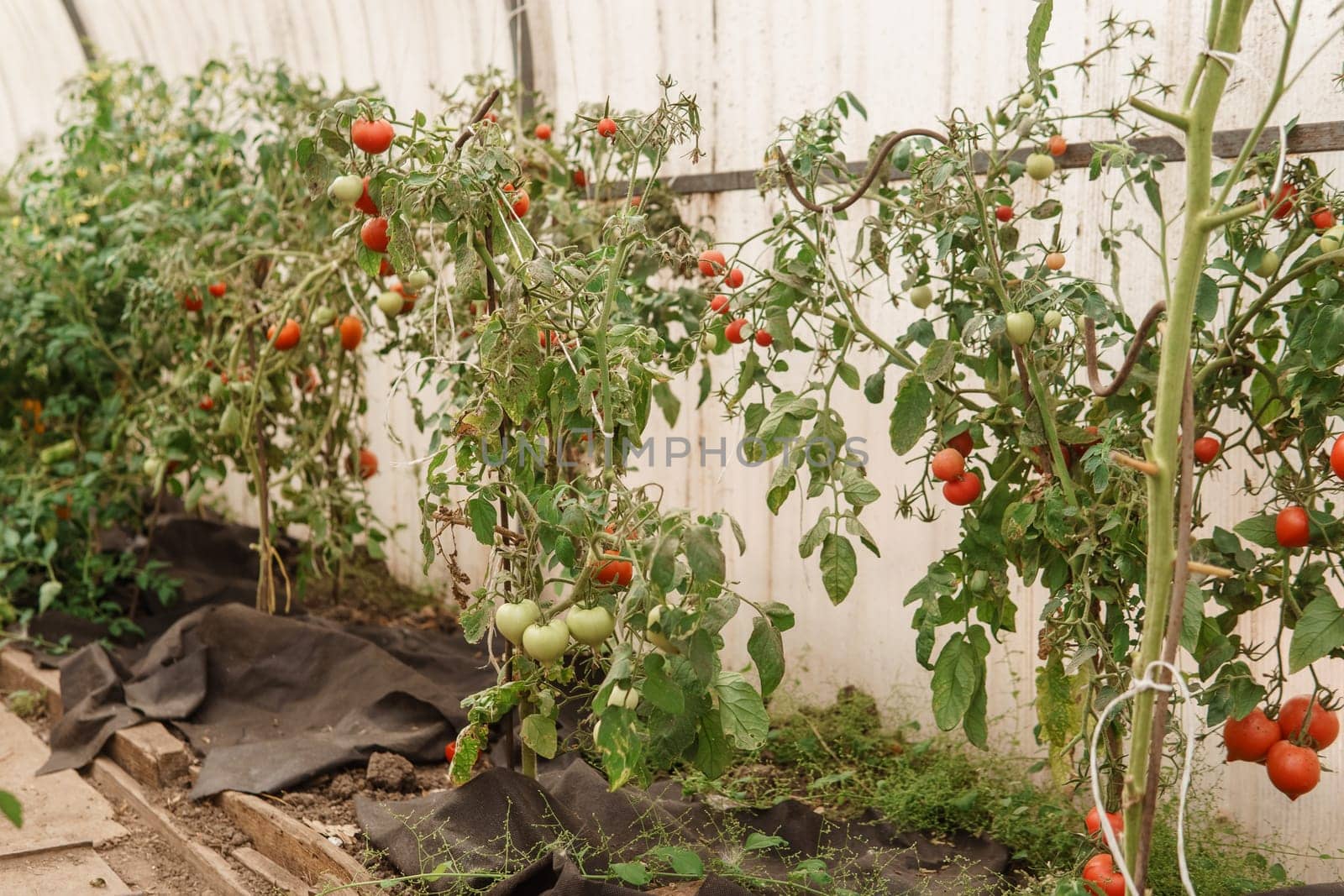 Tomatoes are hanging on a branch in the greenhouse. The concept of gardening and life in the country. A large greenhouse for growing homemade tomatoes. by Annu1tochka