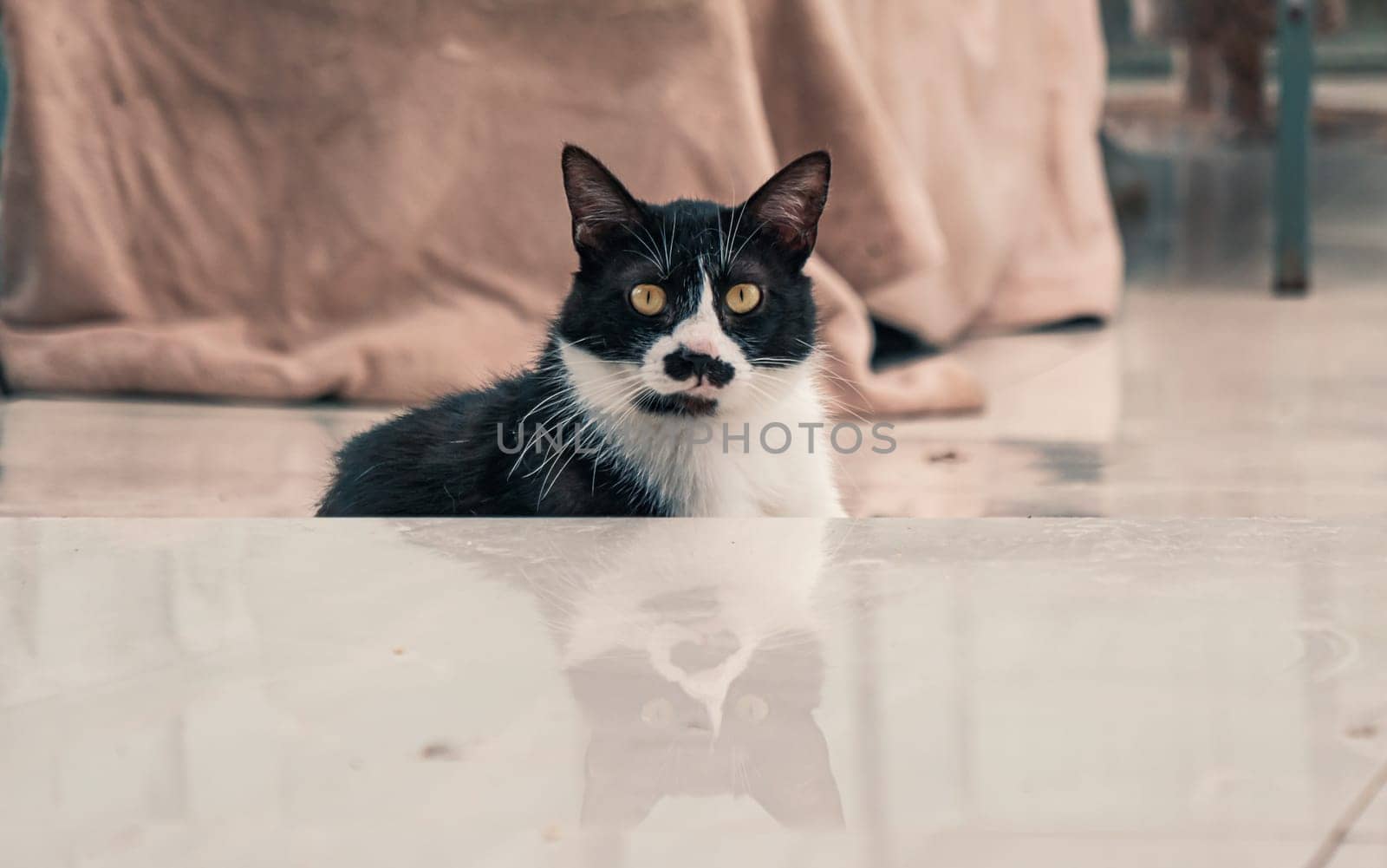 Close-up shot of homeless stray cat living in the animal shelter. Shelter for animals concept