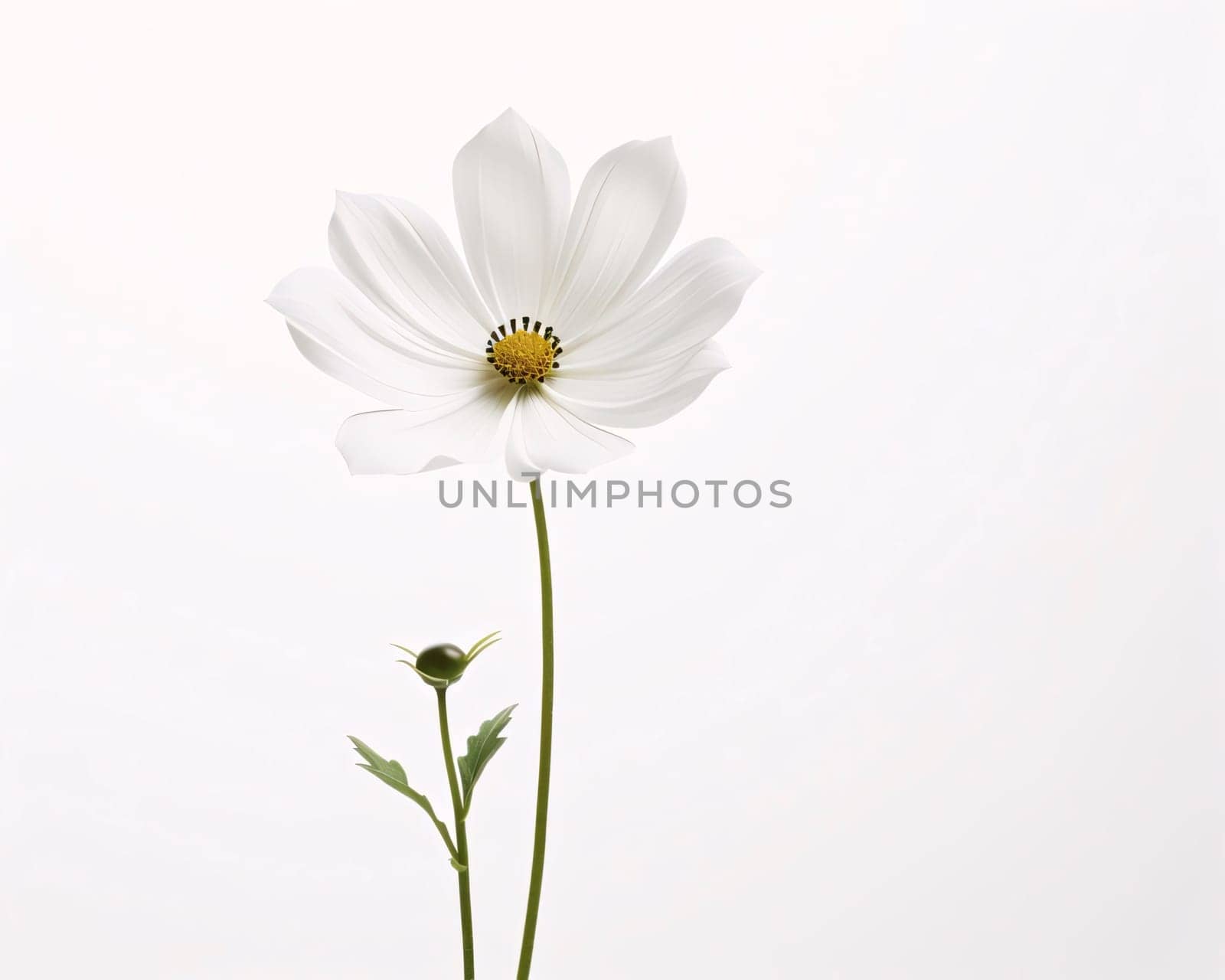 White flower with petals, daisy on white isolated background, green stem. Flowering flowers, a symbol of spring, new life. A joyful time of nature waking up to life.