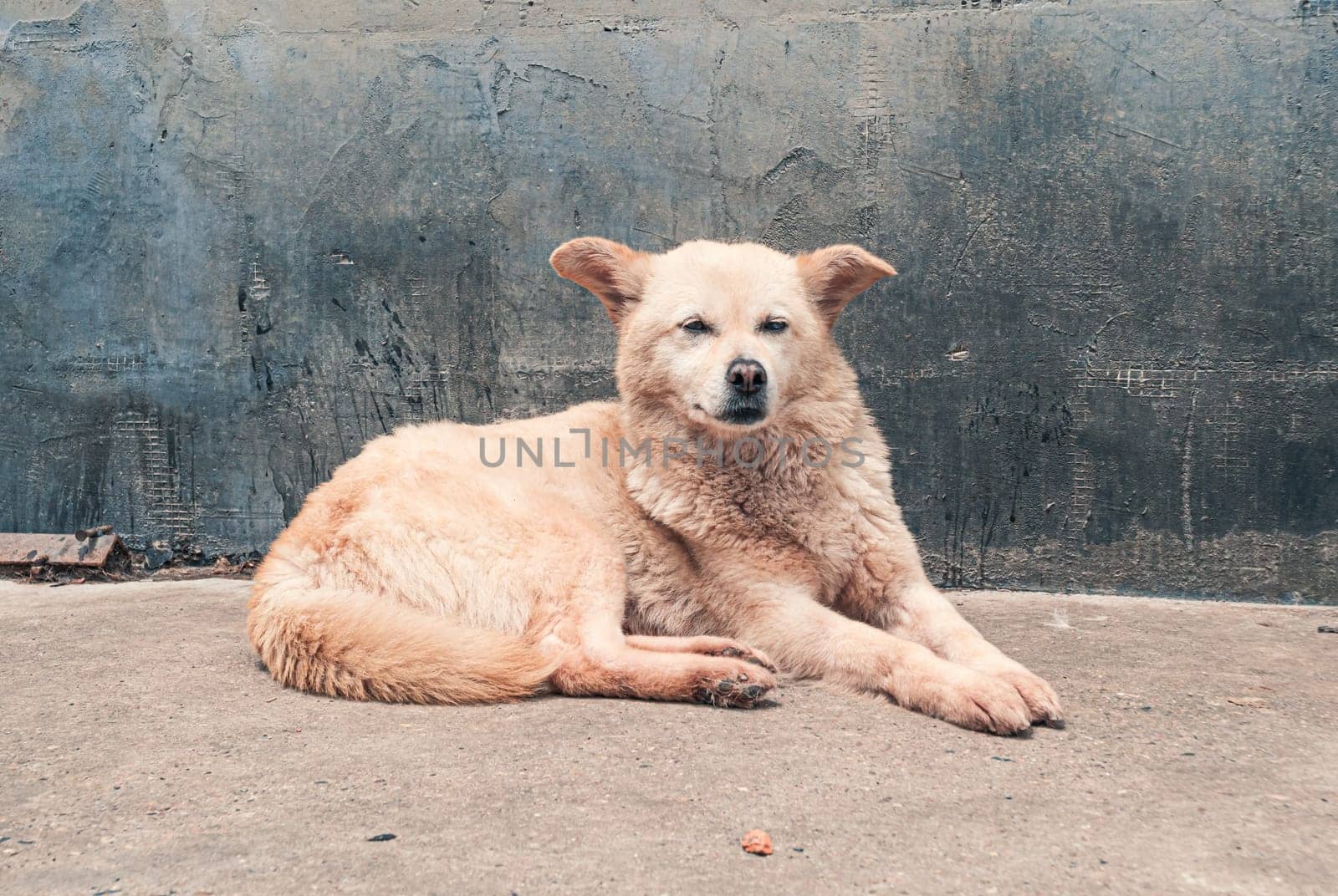 Sad dog in shelter waiting to be rescued and adopted to new home.