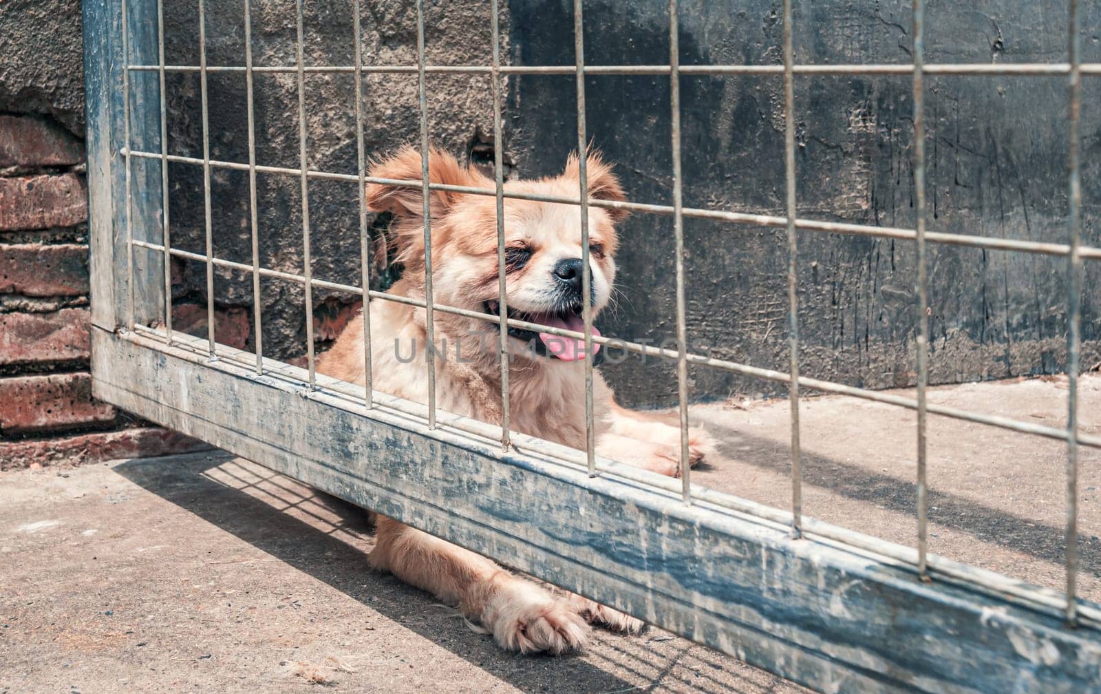 Portrait of lonely sad abandoned stray dog behind the fence at animal shelter. Best human's friend is waiting for a forever home. Animal rescue concept by Busker