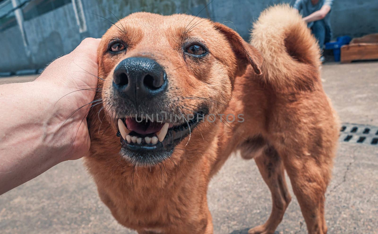 Male hand petting stray dog in pet shelter. People, Animals, Volunteering And Helping Concept.