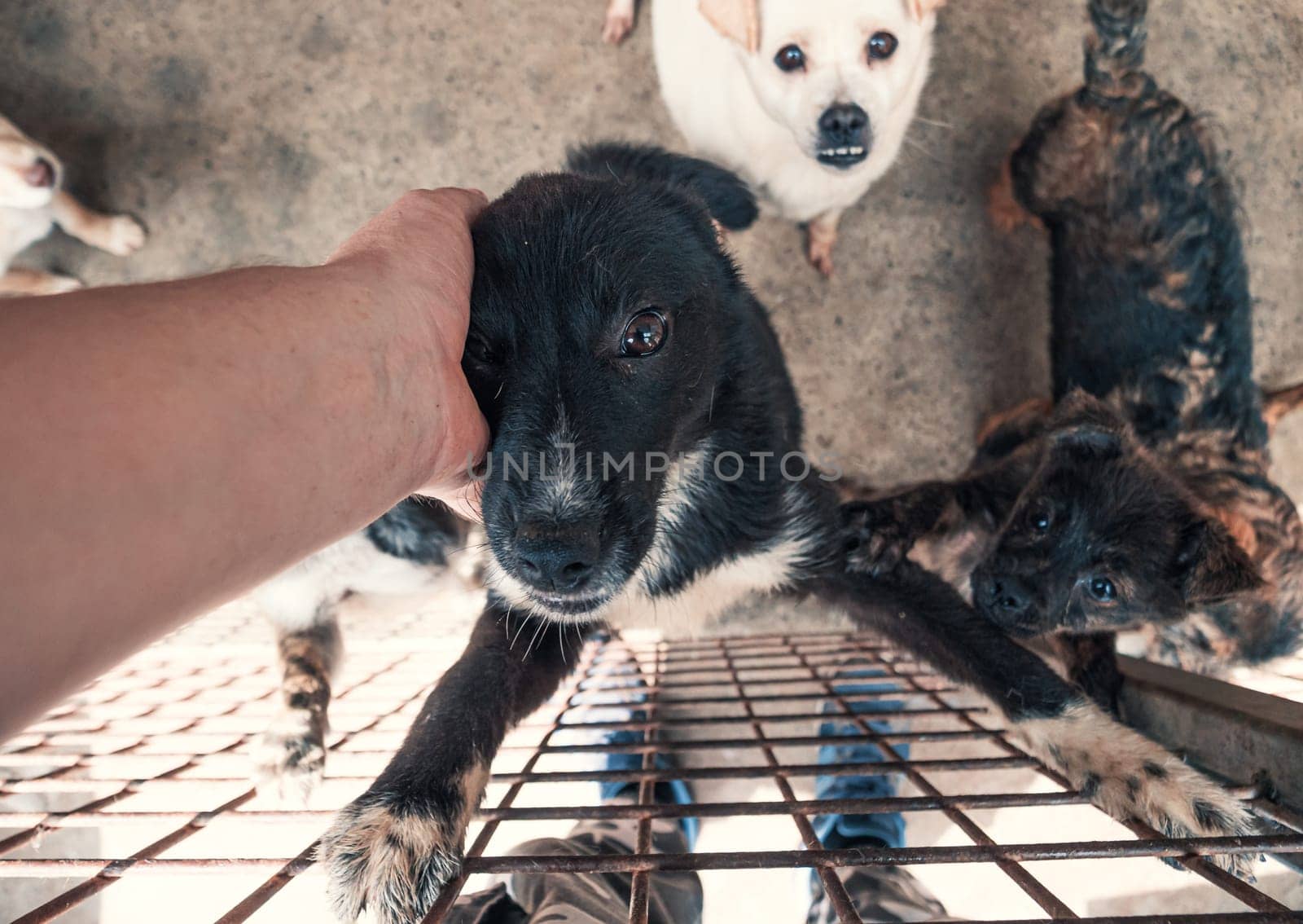 Close-up of male hand petting stray dog in pet shelter. People, Animals, Volunteering And Helping Concept. by Busker