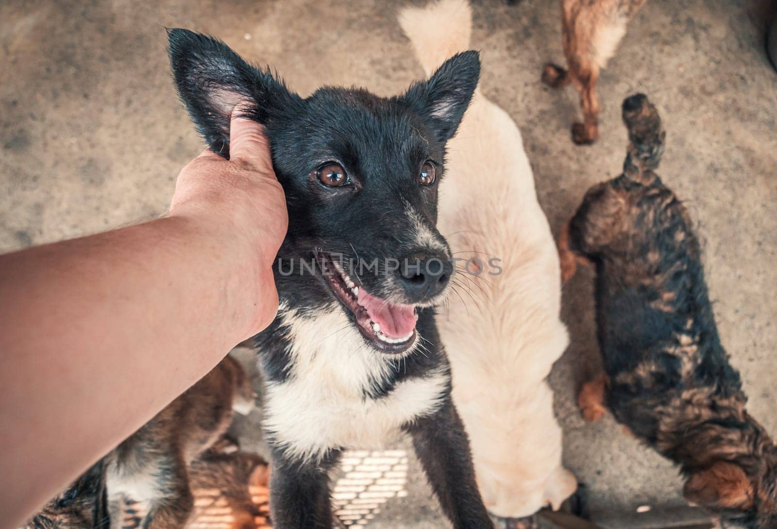 Close-up of male hand petting caged stray dog in pet shelter. People, Animals, Volunteering And Helping Concept. by Busker