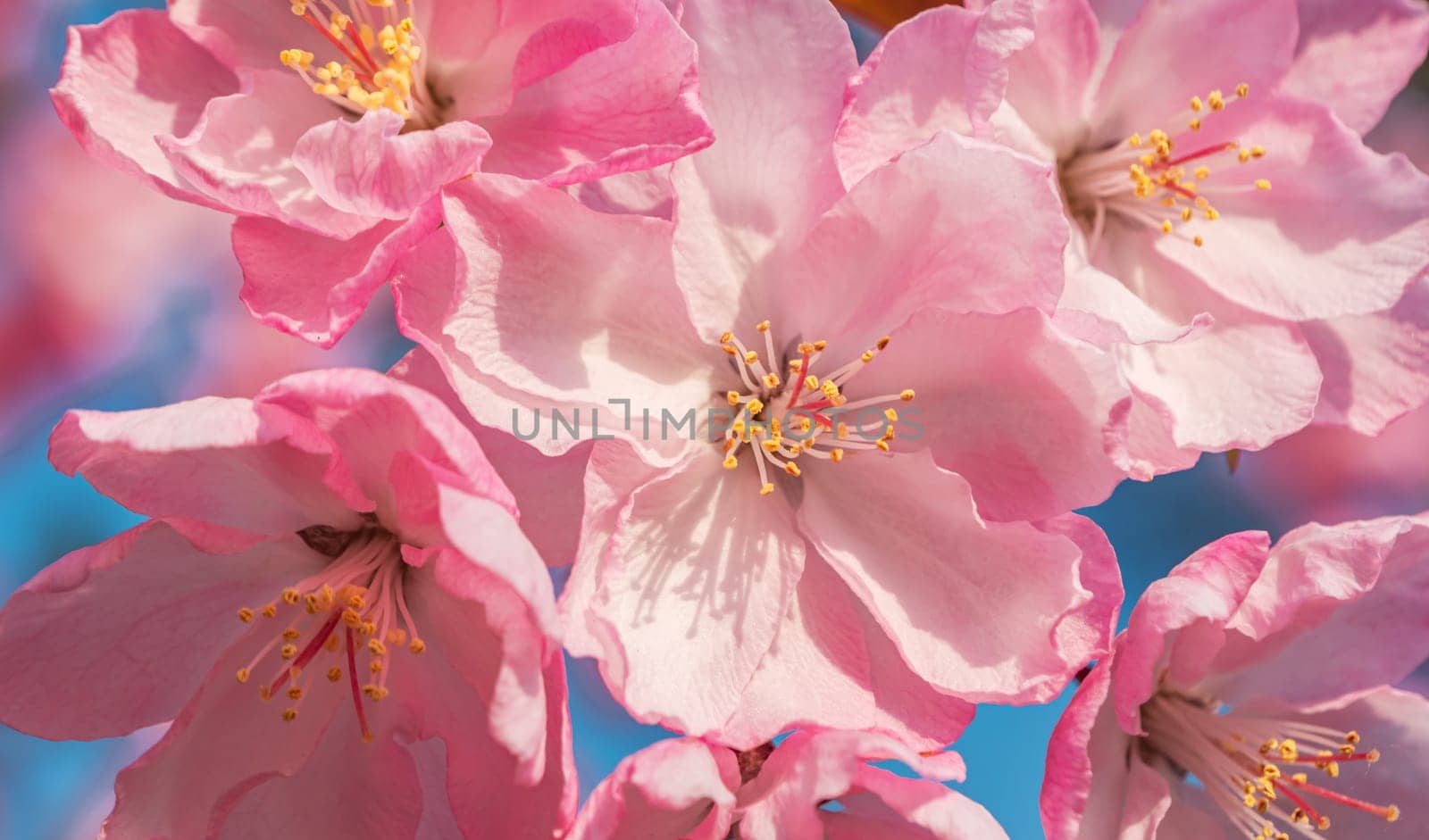 Close-up shot of springtime peach tree blossoms, blue sky on the background.