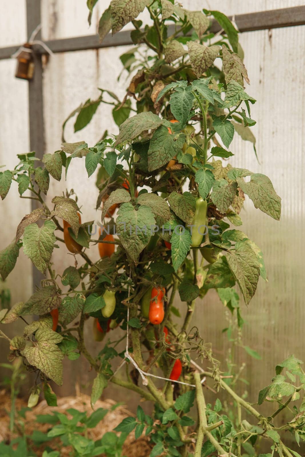 Tomatoes are hanging on a branch in the greenhouse. by Annu1tochka