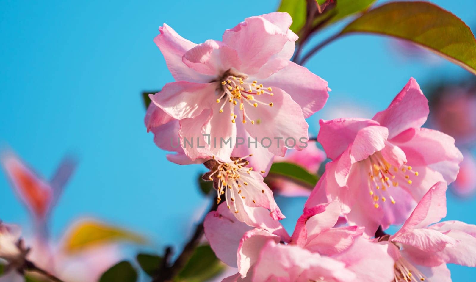 Close-up shot of springtime peach tree blossoms, blue sky on the background. Beautiful pink blossoming peach trees. by Busker