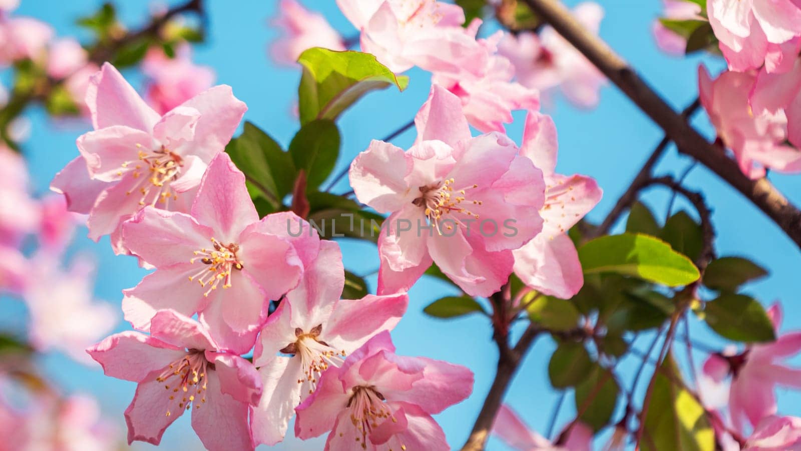 Close-up shot of springtime peach tree blossoms, blue sky on the background. Beautiful pink blossoming peach trees. by Busker