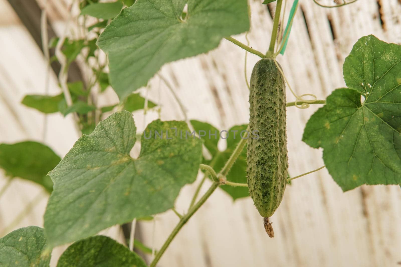 Cucumbers hang on a branch in the greenhouse. The concept of gardening and life in the country