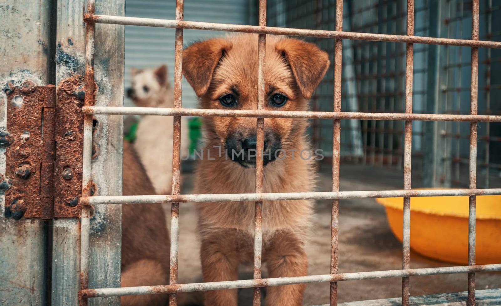 Portrait of sad puppy in shelter behind fence waiting to be rescued and adopted to new home. Shelter for animals concept