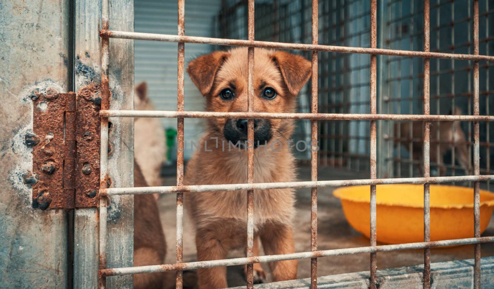 Portrait of sad puppy in shelter behind fence waiting to be rescued and adopted to new home. Shelter for animals concept