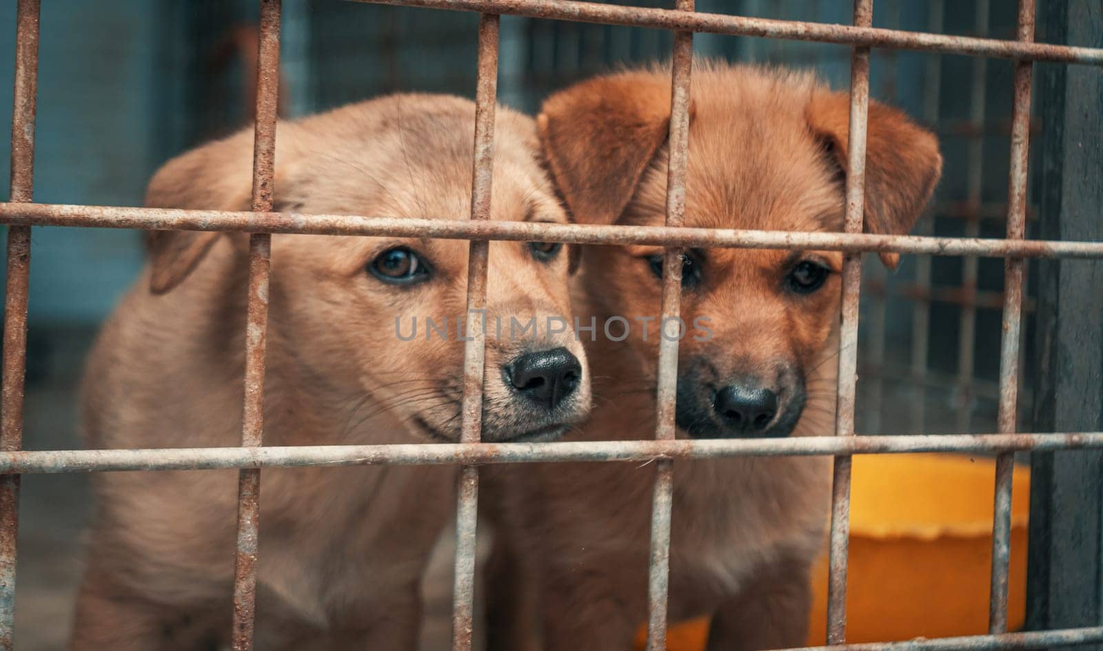 Portrait of sad puppies in shelter behind fence waiting to be rescued and adopted to new home. Shelter for animals concept