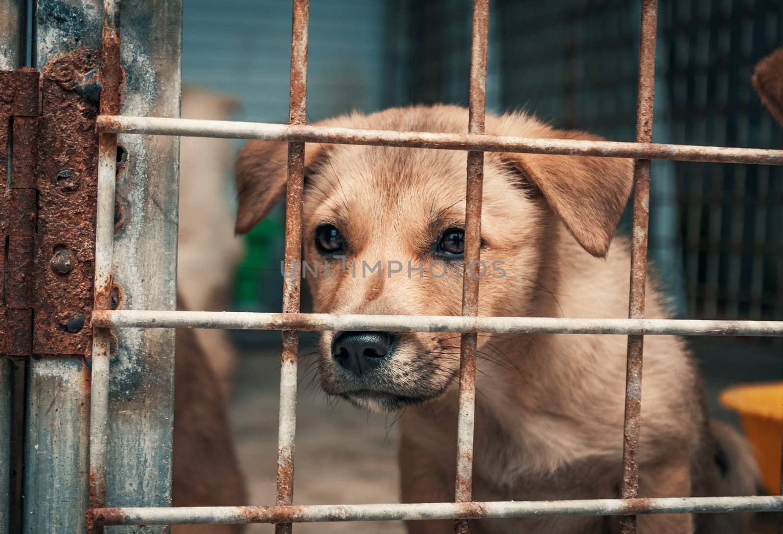 Portrait of sad puppy in shelter behind fence waiting to be rescued and adopted to new home. Shelter for animals concept