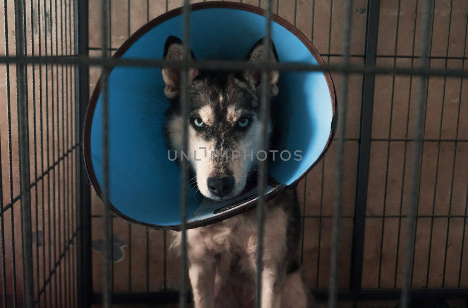 Portrait of sad dog in shelter behind fence waiting to be rescued and adopted to new home.