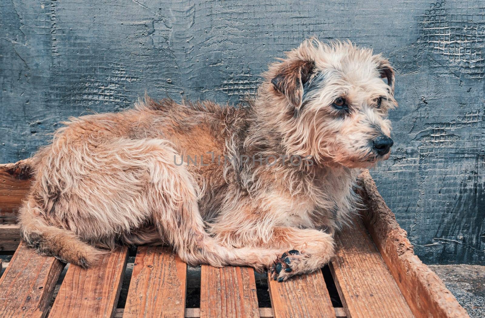 Sad dog in shelter waiting to be rescued and adopted to new home. Shelter for animals concept by Busker