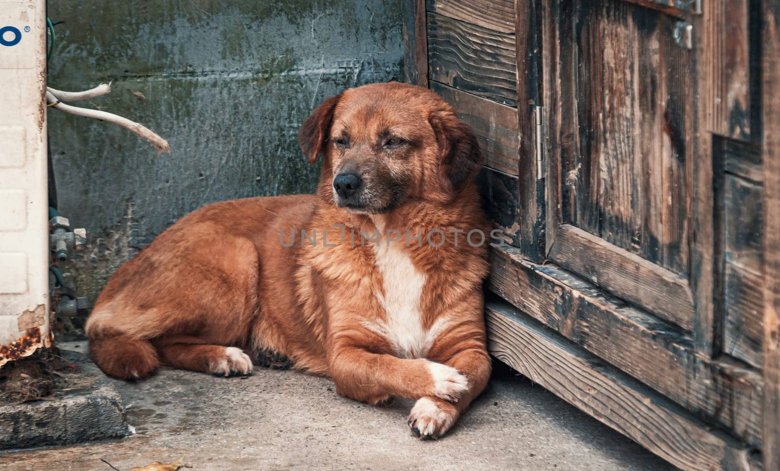 Sad dog in shelter waiting to be rescued and adopted to new home. Shelter for animals concept by Busker