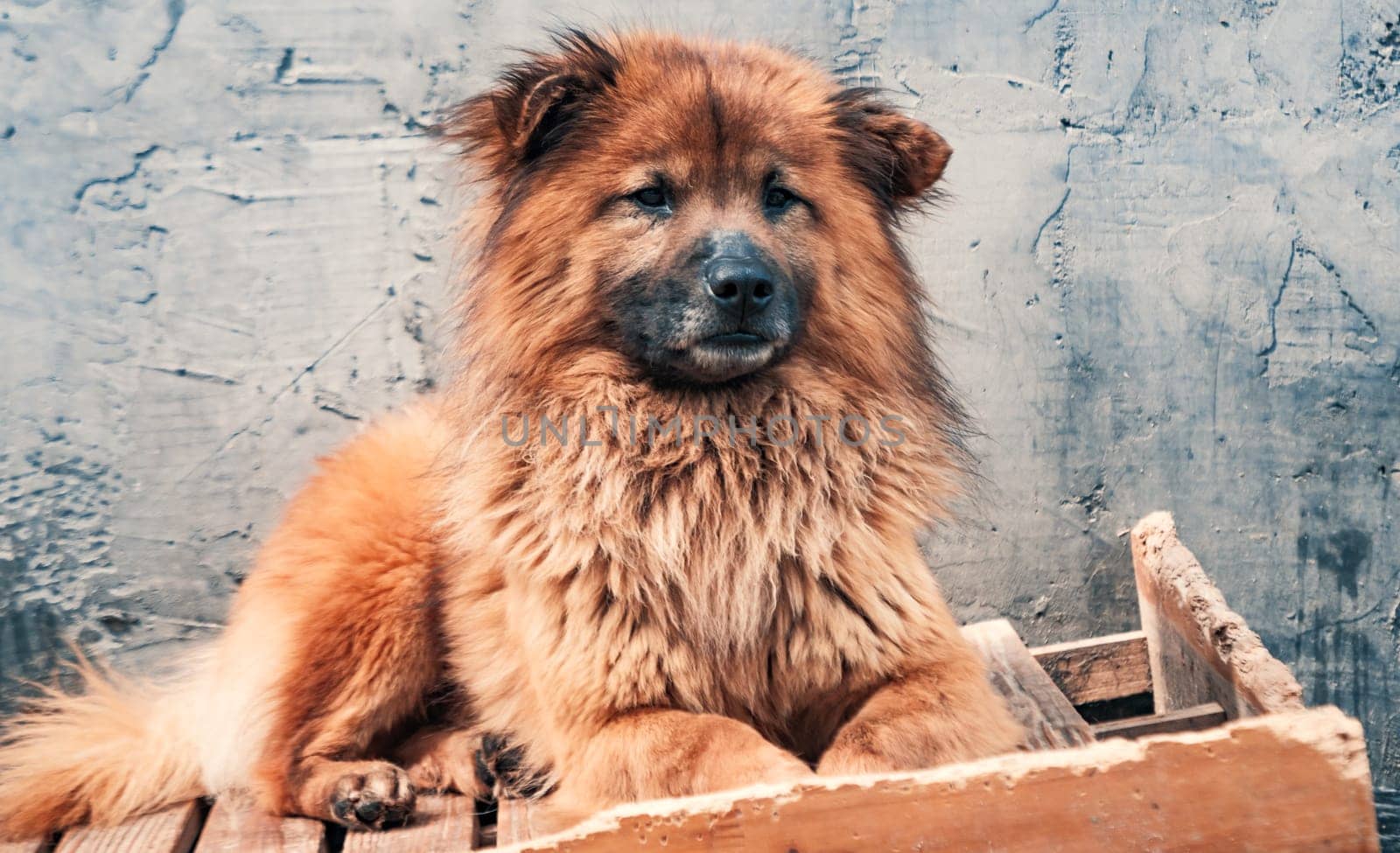 Sad dog in shelter waiting to be rescued and adopted to new home.