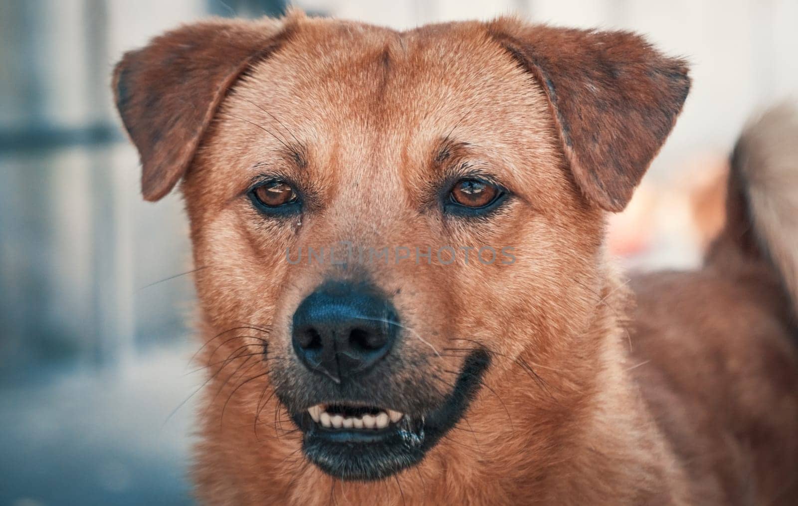 Portrait of sad dog in shelter waiting to be rescued and adopted to new home. Shelter for animals concept by Busker