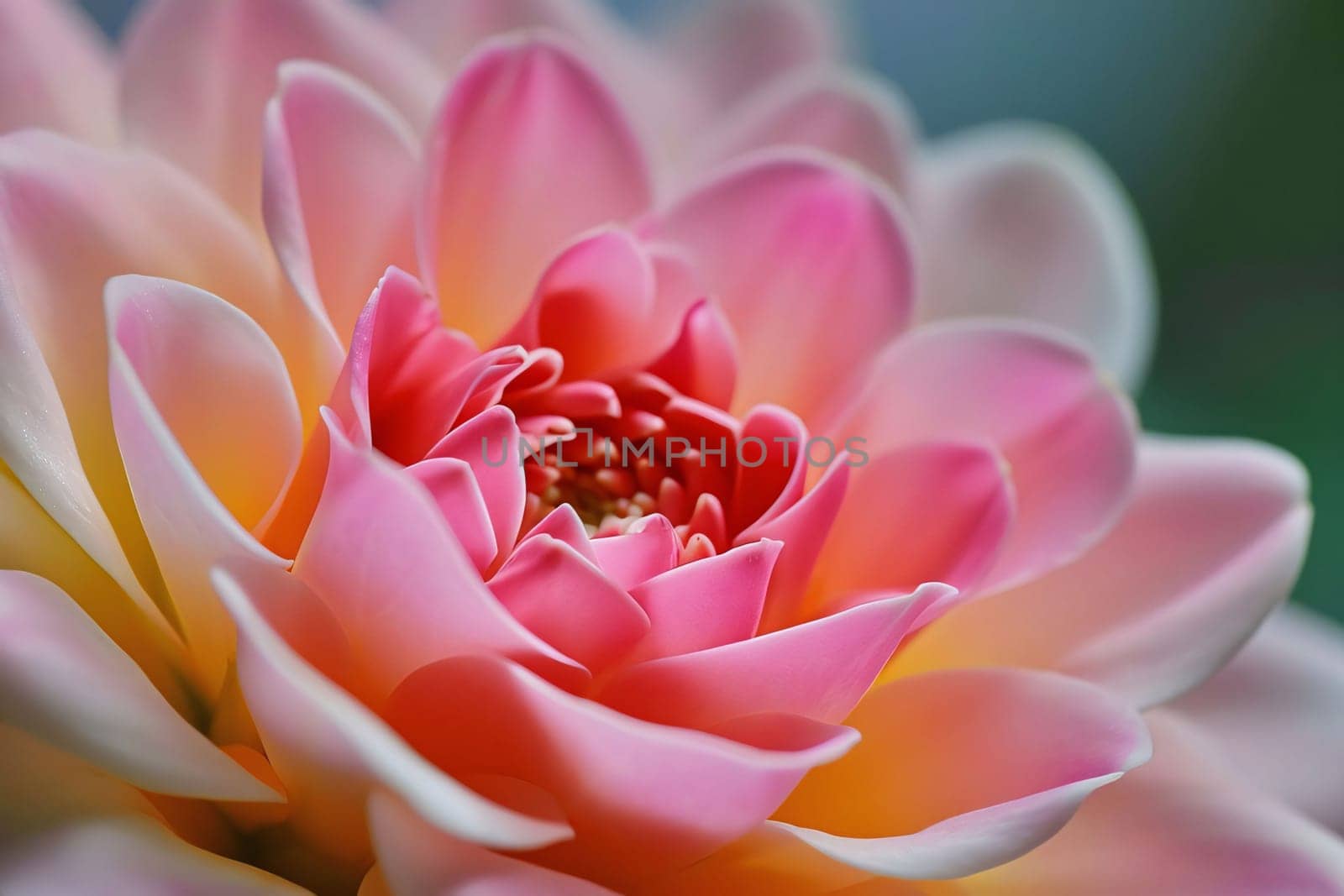 Close up of lotus flower. Flowering flowers, a symbol of spring, new life. A joyful time of nature waking up to life.