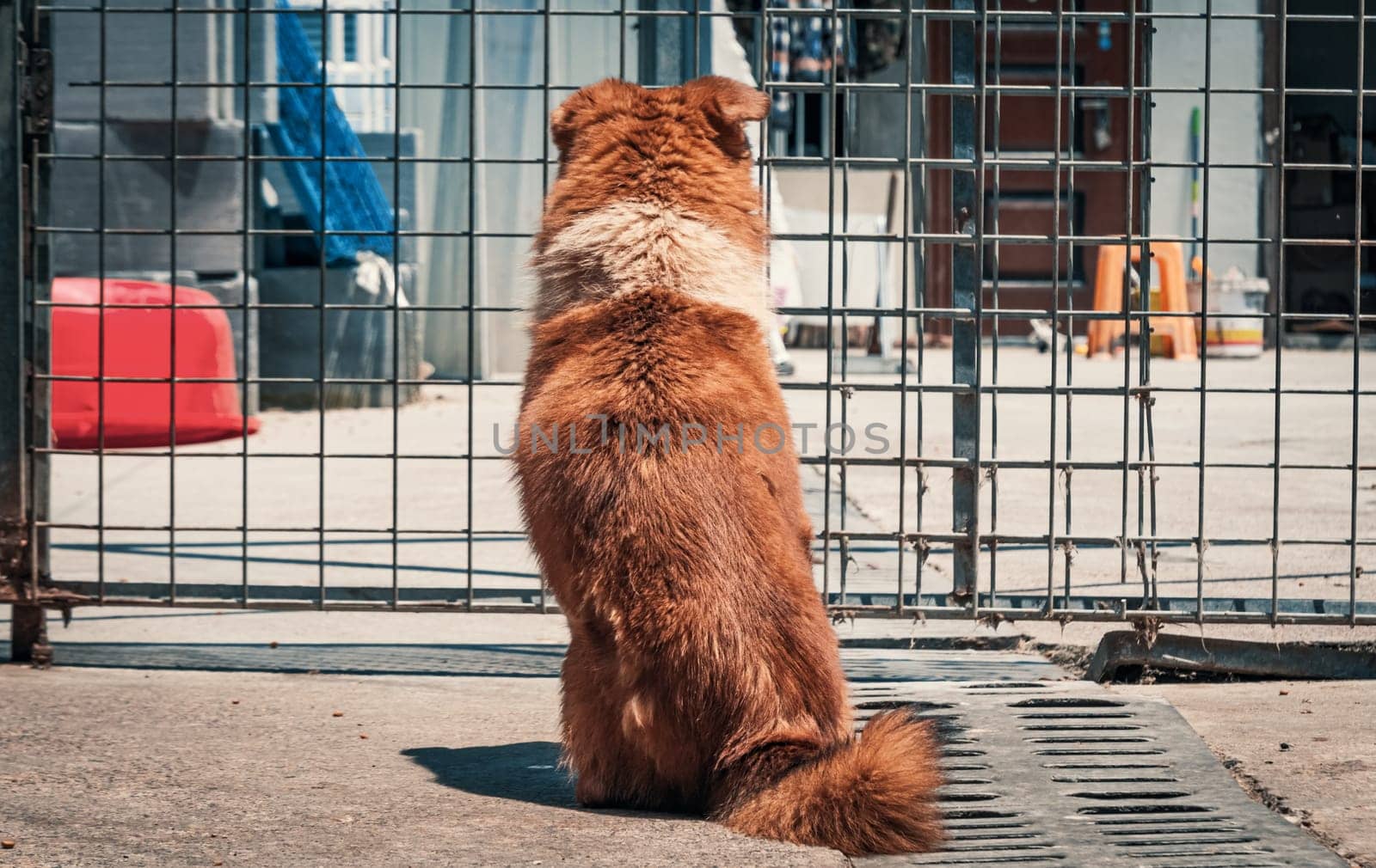 Sad dog in shelter behind fence waiting to be rescued and adopted to new home.