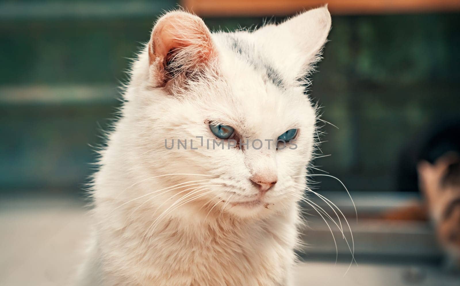 Cat pound. Close-up shot of homeless stray cat living in the animal shelter. Shelter for animals concept by Busker