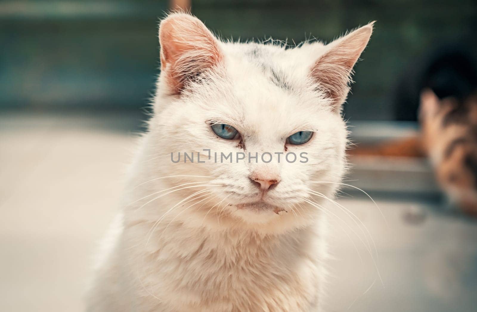 Portrait shot of blue eyes homeless stray cat living in the animal shelter. Shelter for animals concept