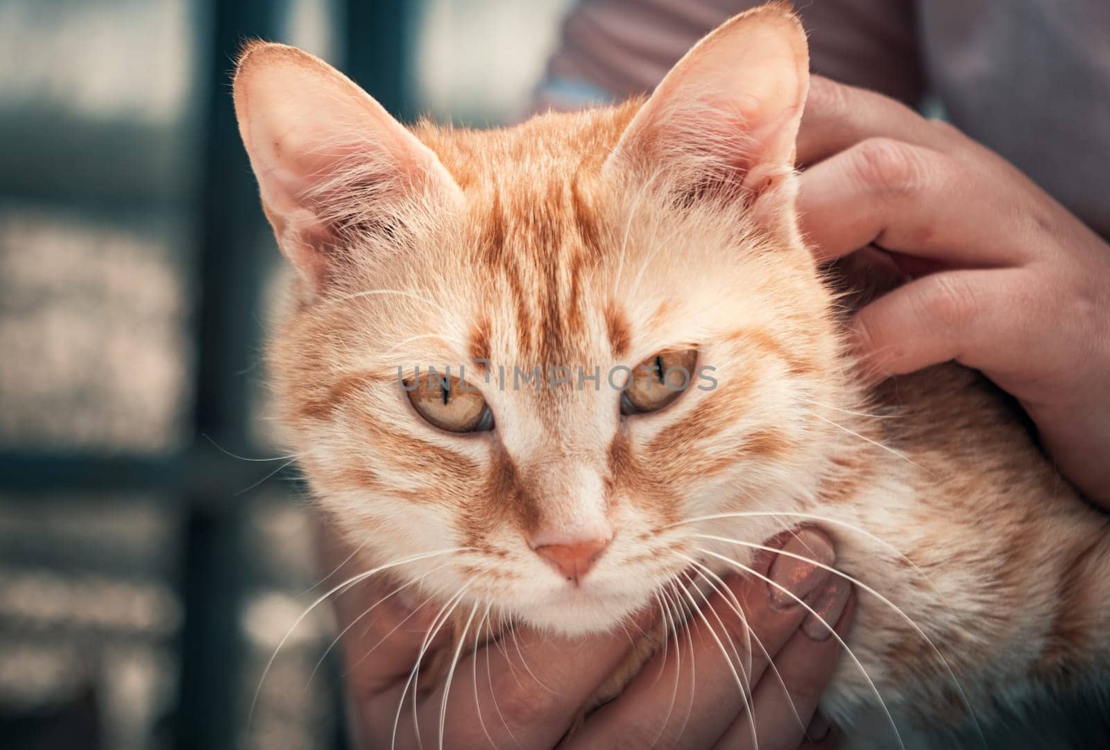 Female volunteer holds on hands cat in shelter